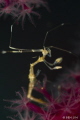   Skeleton Shrimp  
